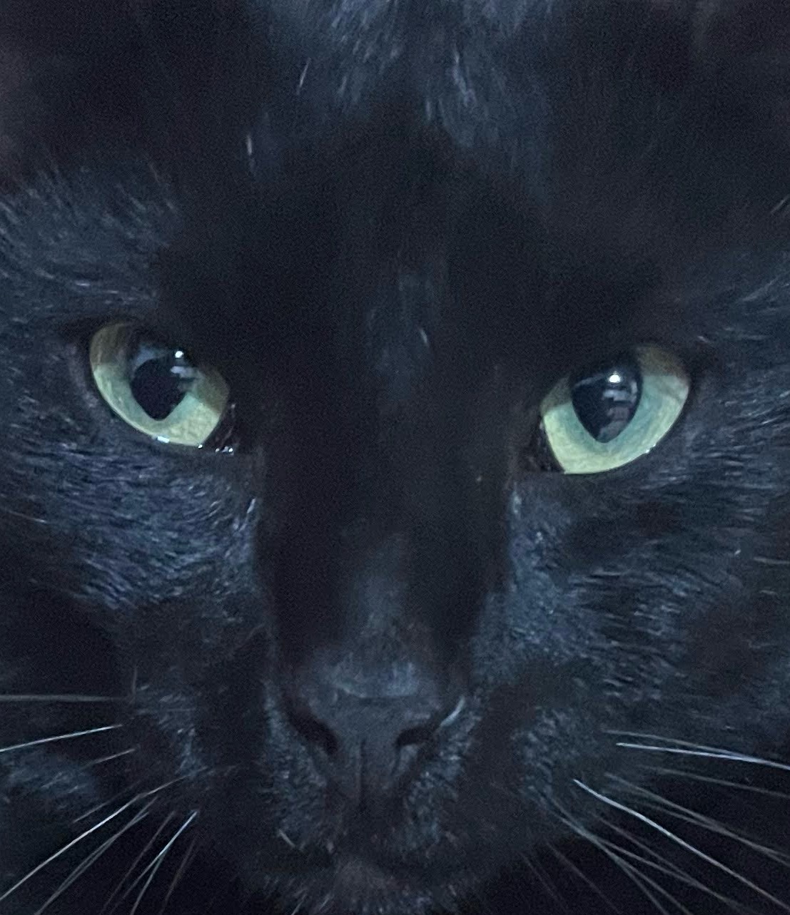 Close Up Black Cat